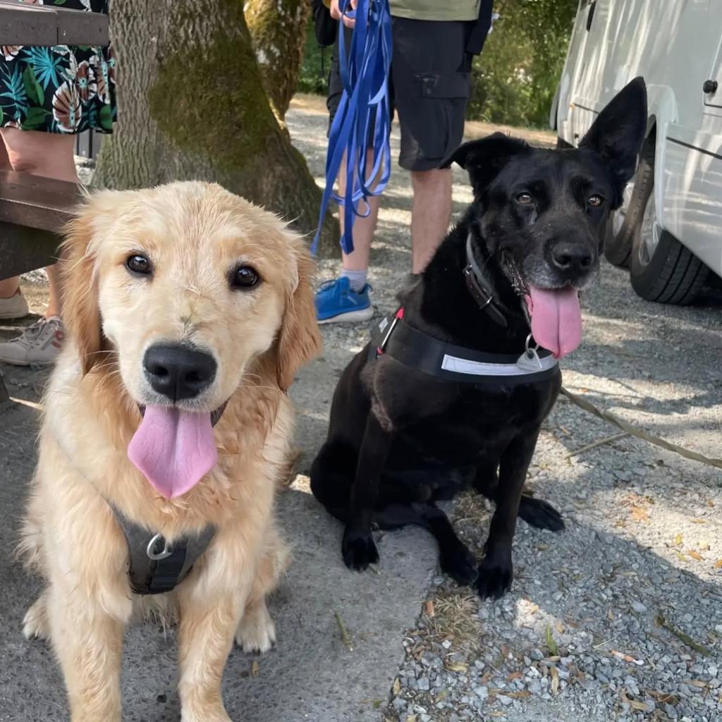 Deux chiens heureux après une séance Educ'Moi